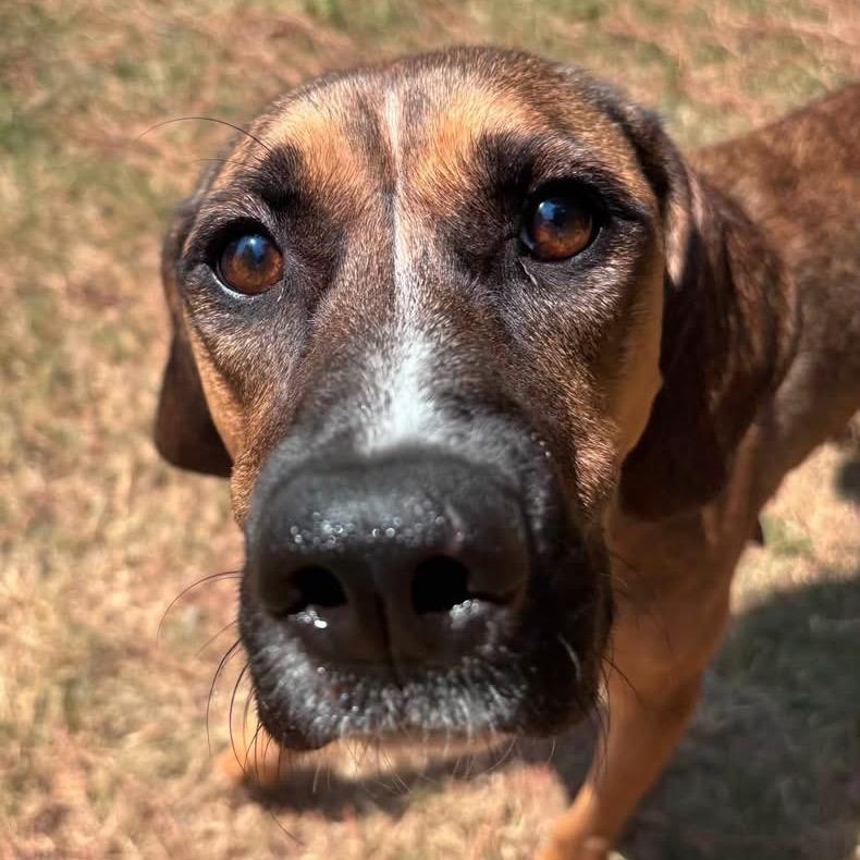 Angel, Adoptable, Adult Female Hound & Mixed Breed.