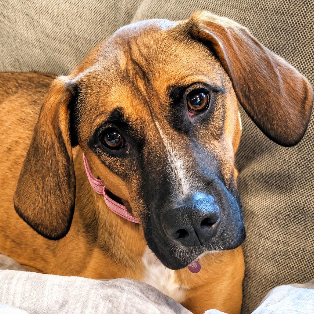 Angel, a Adoptable mixed breed in Little Rock, AR image 2/6