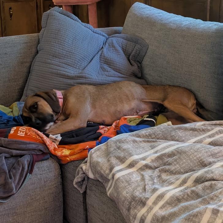 Angel, a Adoptable mixed breed in Little Rock, AR image 3/6