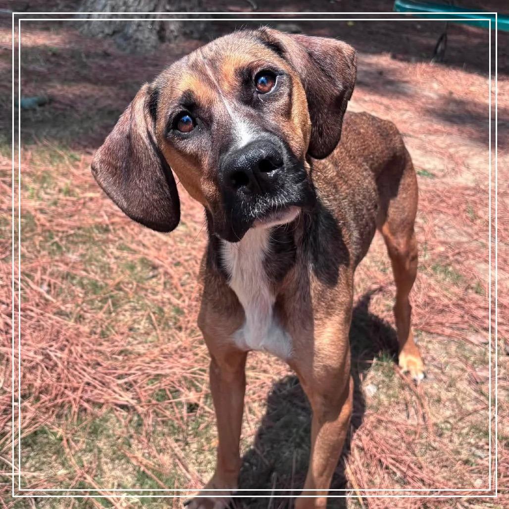 Angel, a Adoptable mixed breed in Little Rock, AR image 4/6