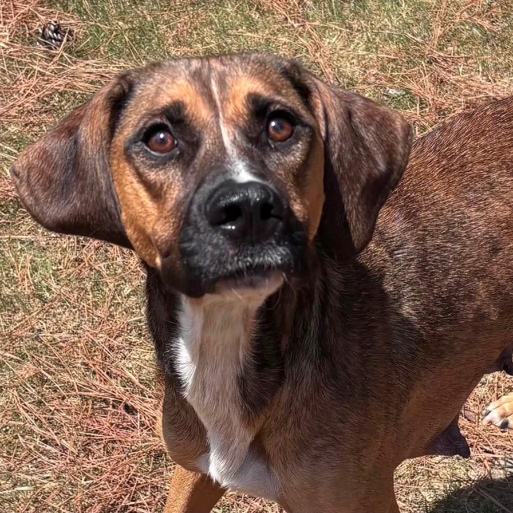 Angel, a Adoptable mixed breed in Little Rock, AR image 5/6