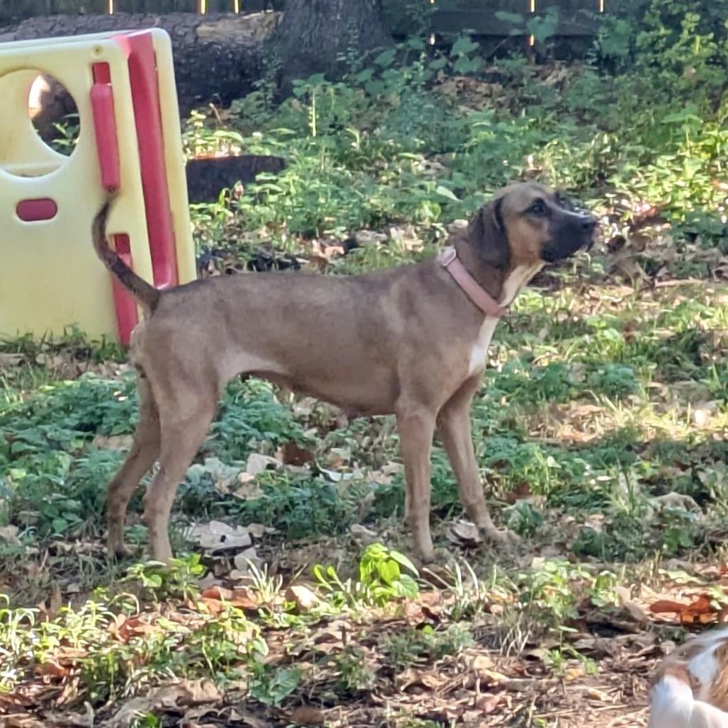 Angel, a Adoptable mixed breed in Little Rock, AR image 6/6