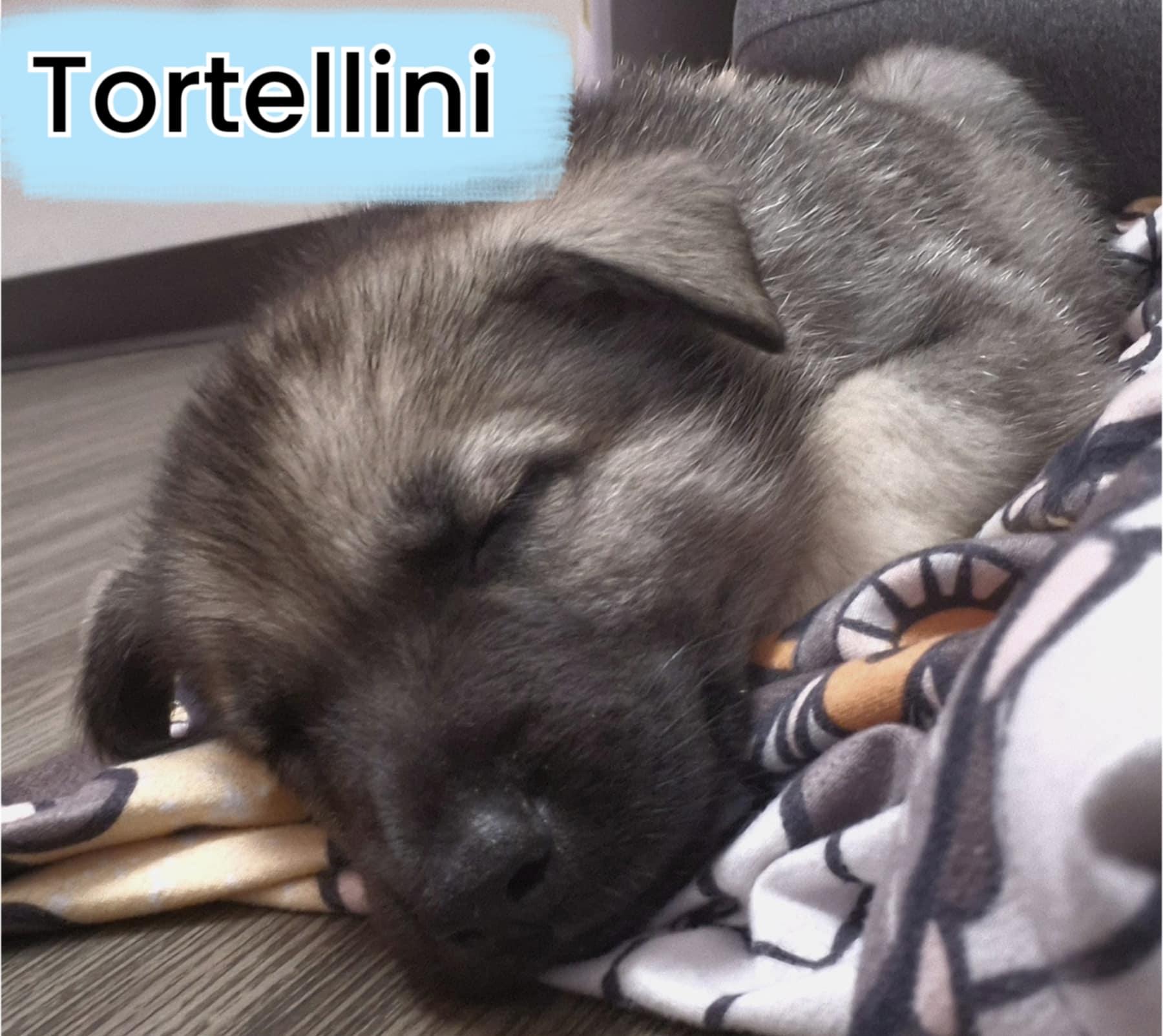 TORTELLINI 3