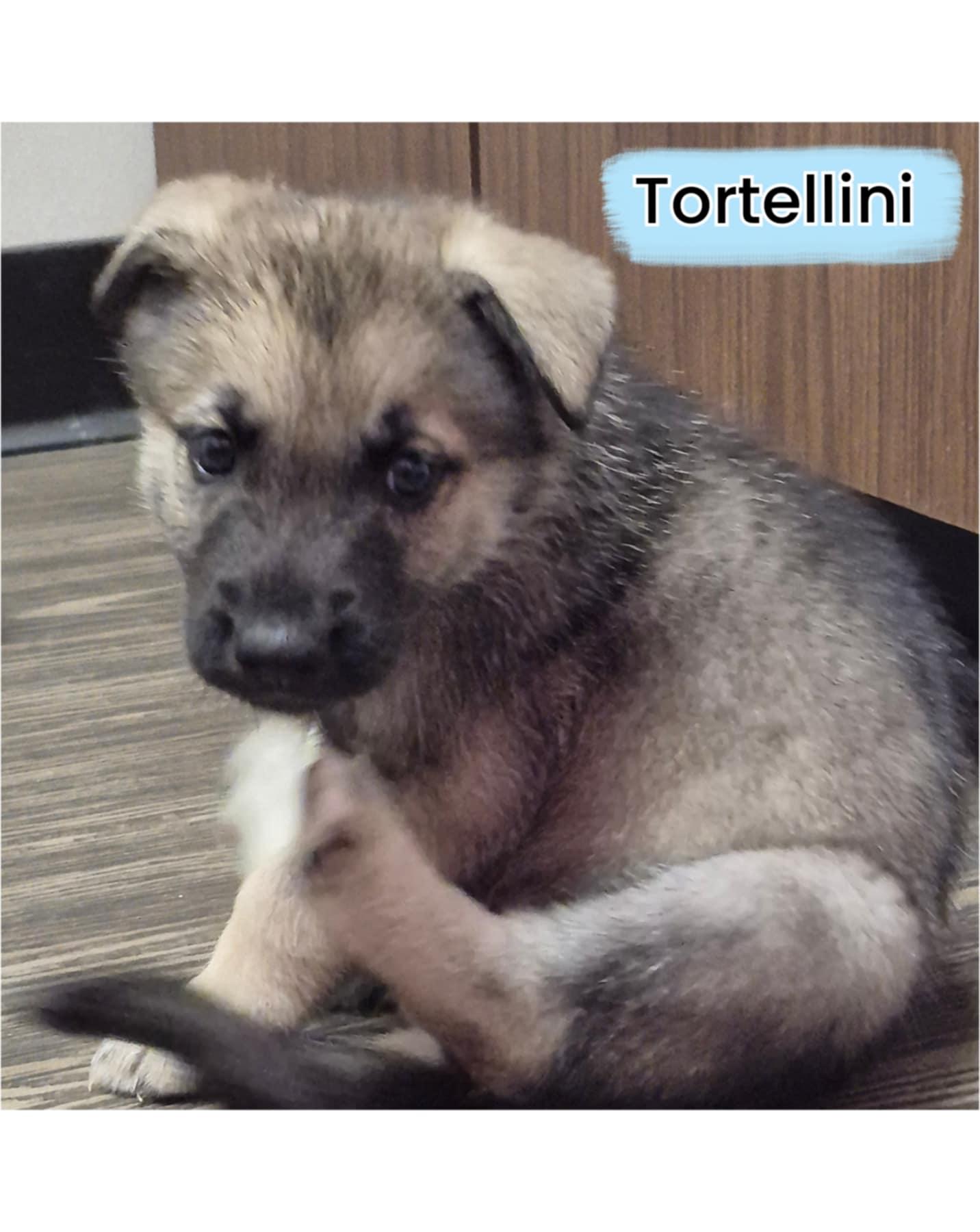 TORTELLINI 2