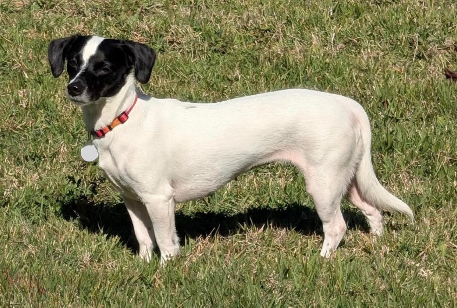 Lucy Pearl, Adoptable, Adult Female Chihuahua.