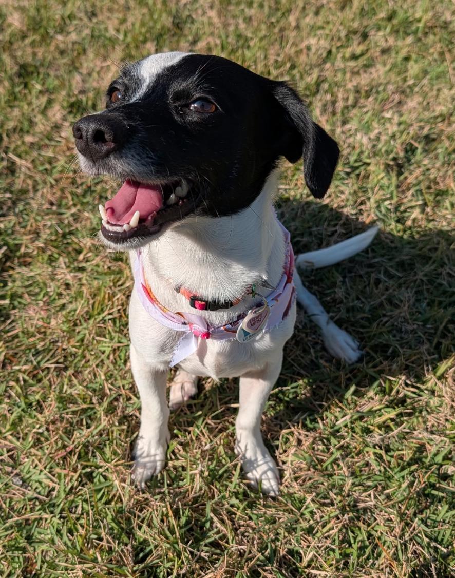 Lucy Pearl, a Adoptable Chihuahua in Osteen, FL image 2/3