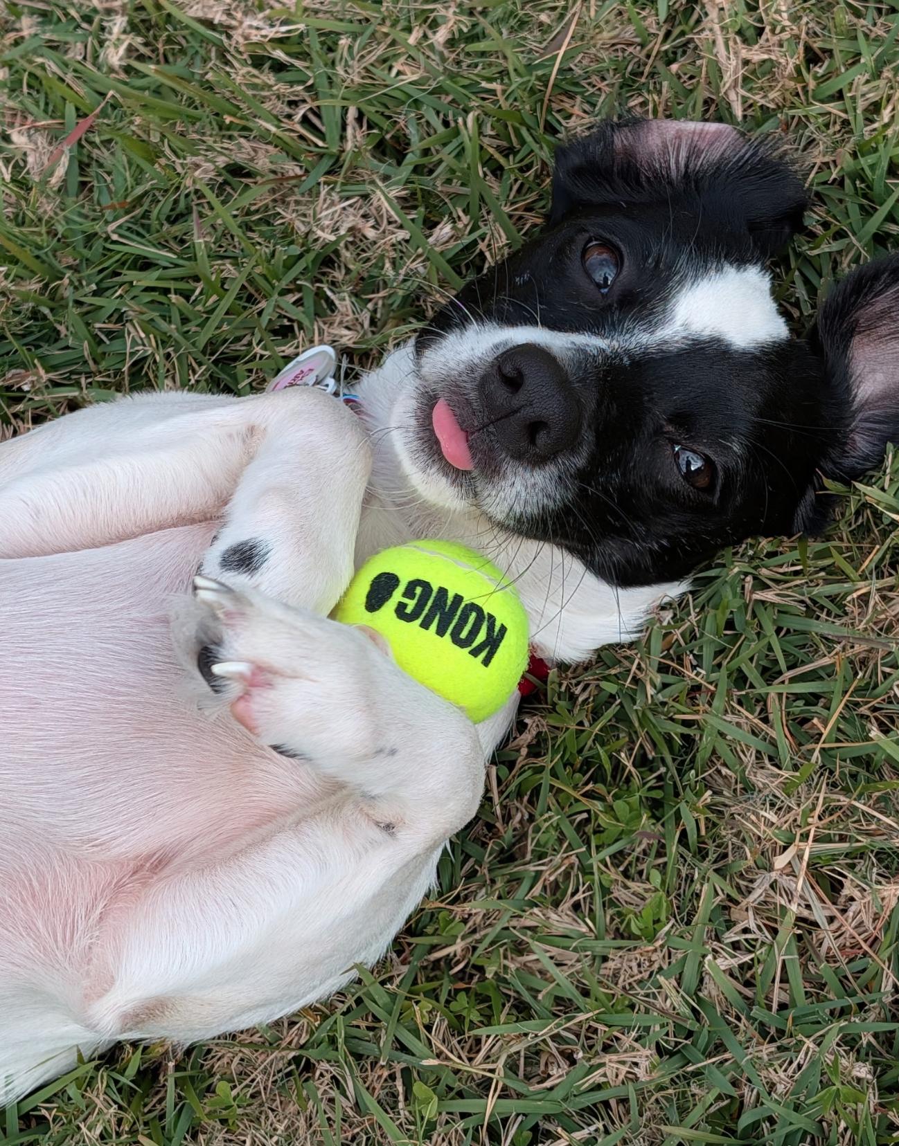Lucy Pearl, a Adoptable Chihuahua in Osteen, FL image 3/3