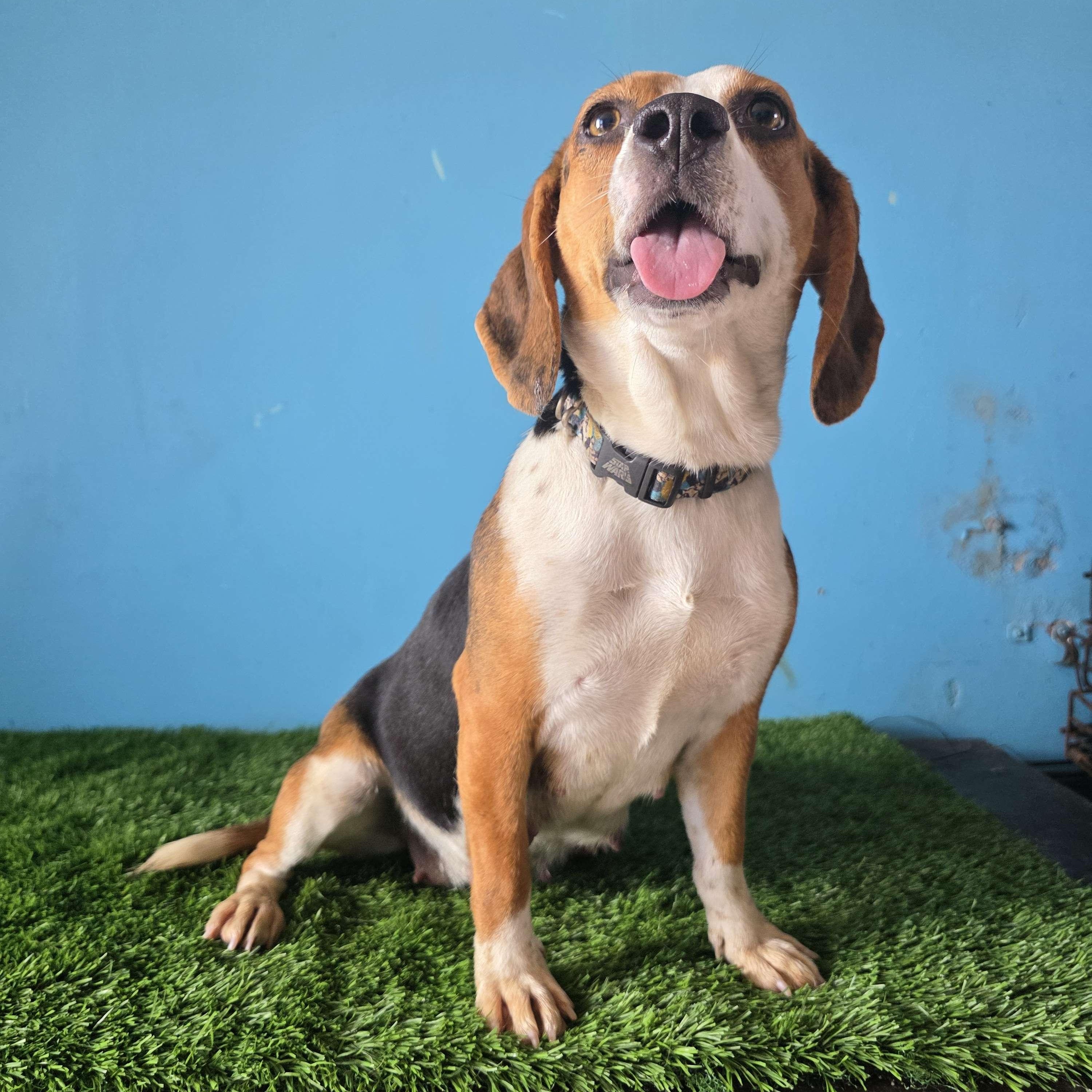 Enlarge Navi, an adoptable Beagle in Tijuana, BCN image 2/6