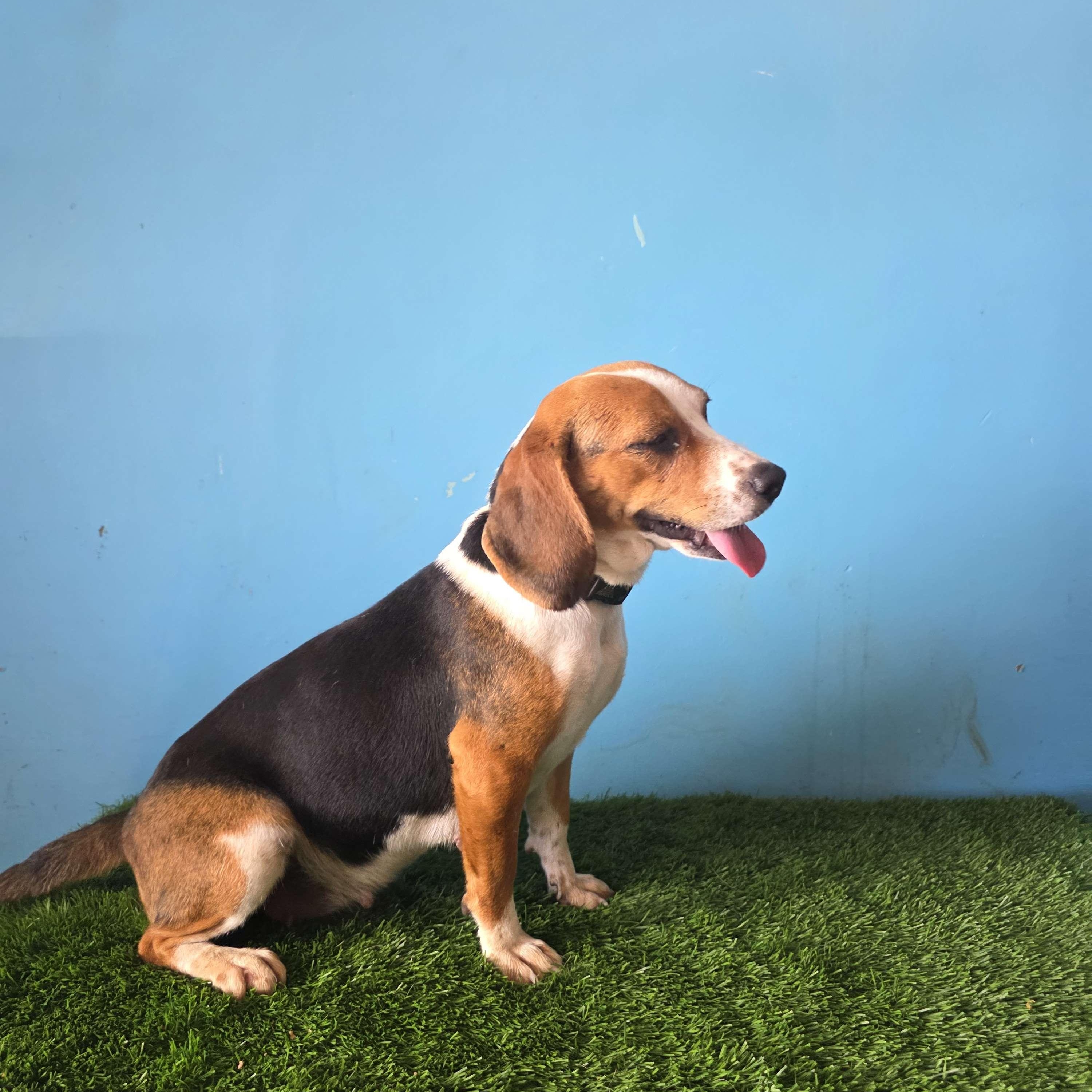 Enlarge Navi, an adoptable Beagle in Tijuana, BCN image 3/6