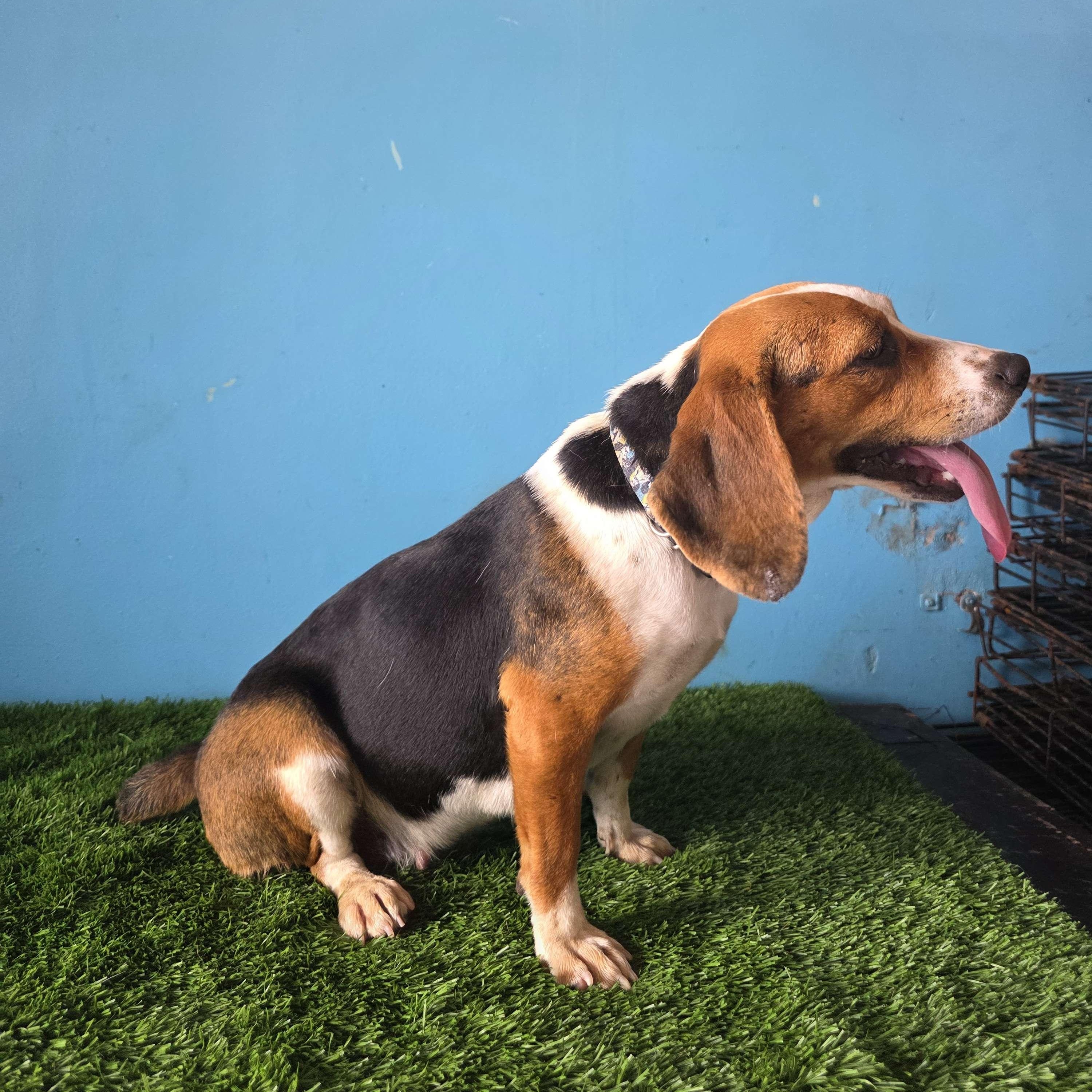 Enlarge Navi, an adoptable Beagle in Tijuana, BCN image 4/6