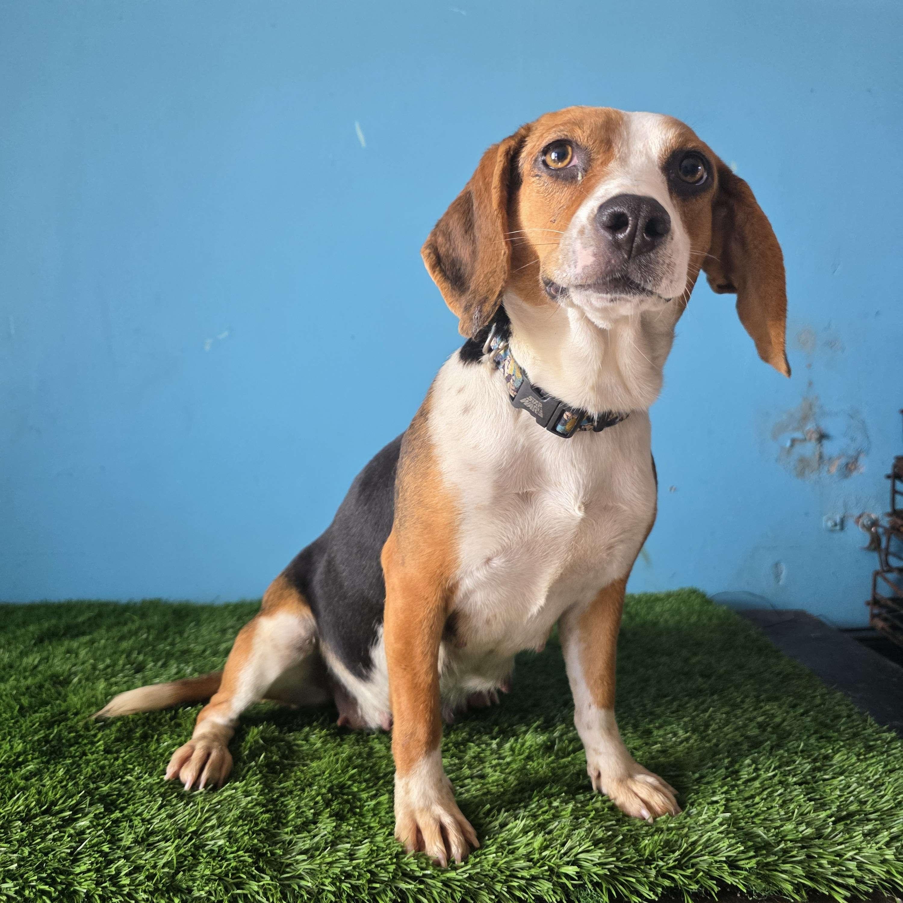 Enlarge Navi, an adoptable Beagle in Tijuana, BCN image 5/6