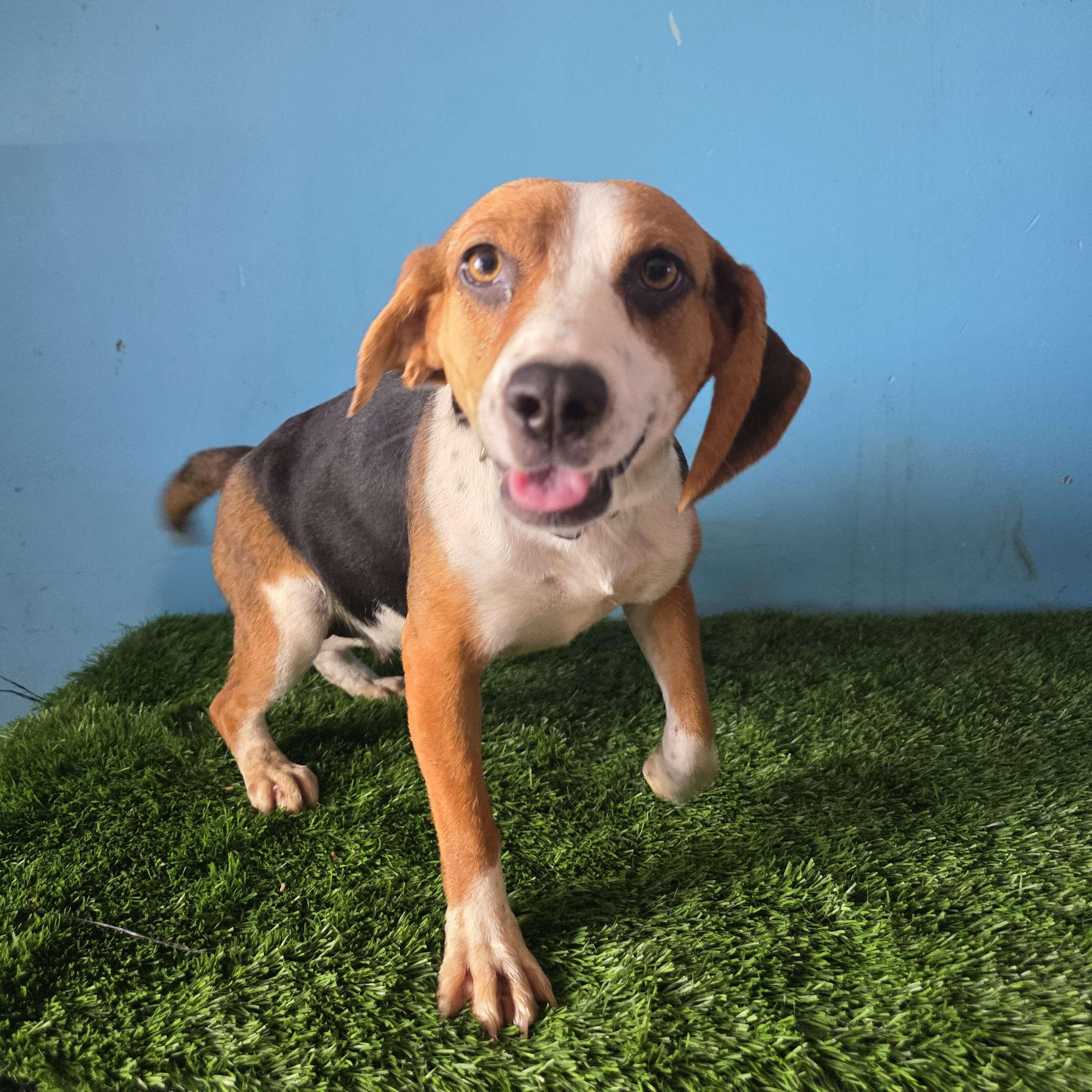 Enlarge Navi, an adoptable Beagle in Tijuana, BCN image 6/6