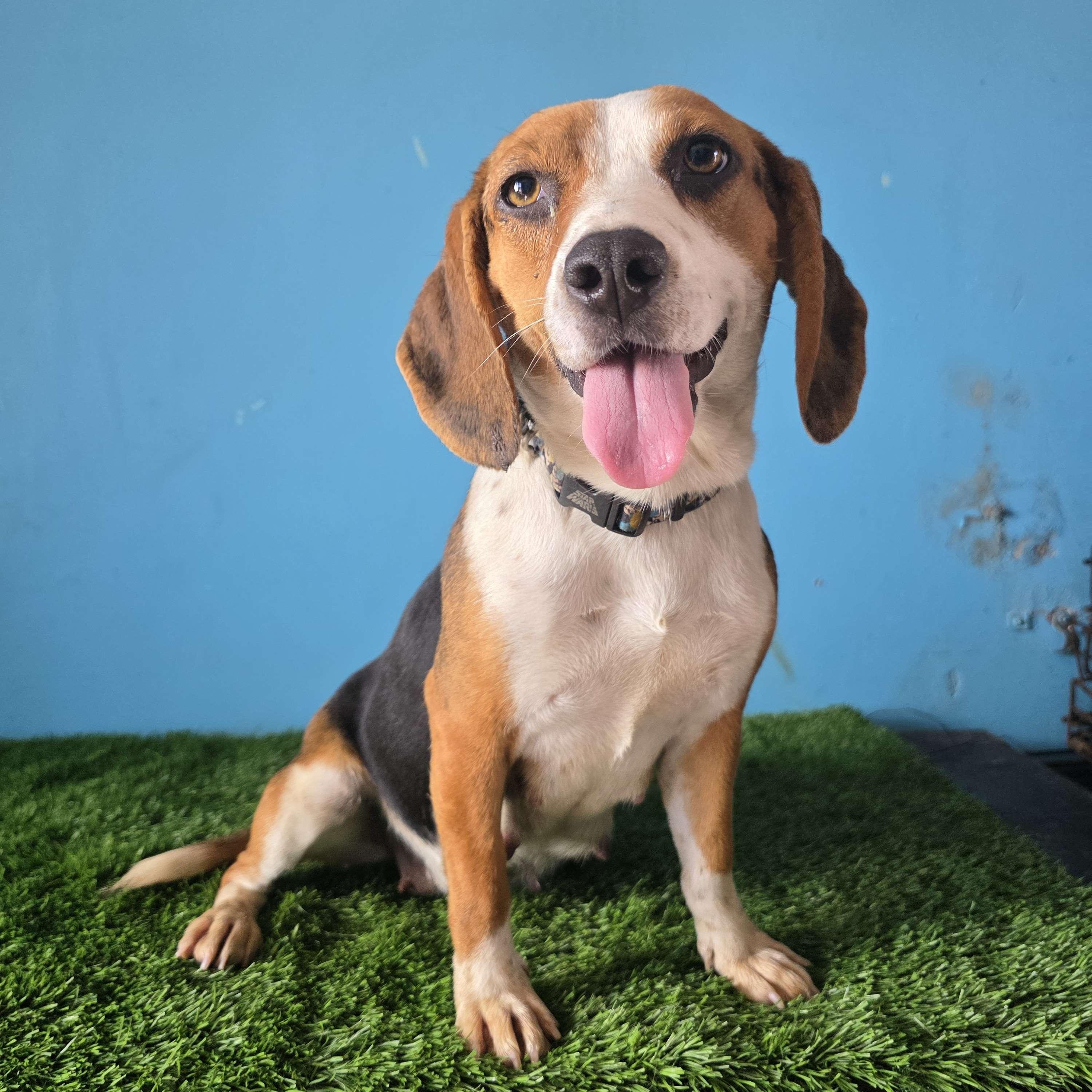 Enlarge Navi, an adoptable Beagle in Tijuana, BCN image 1/6