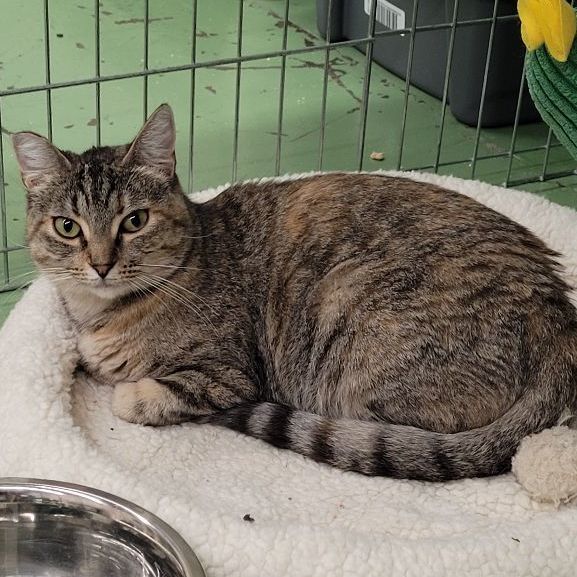 Hannah, a Adoptable American Shorthair in San Diego, CA image 2/7