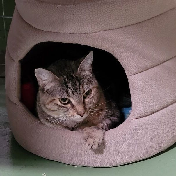 Hannah, a Adoptable American Shorthair in San Diego, CA image 3/7