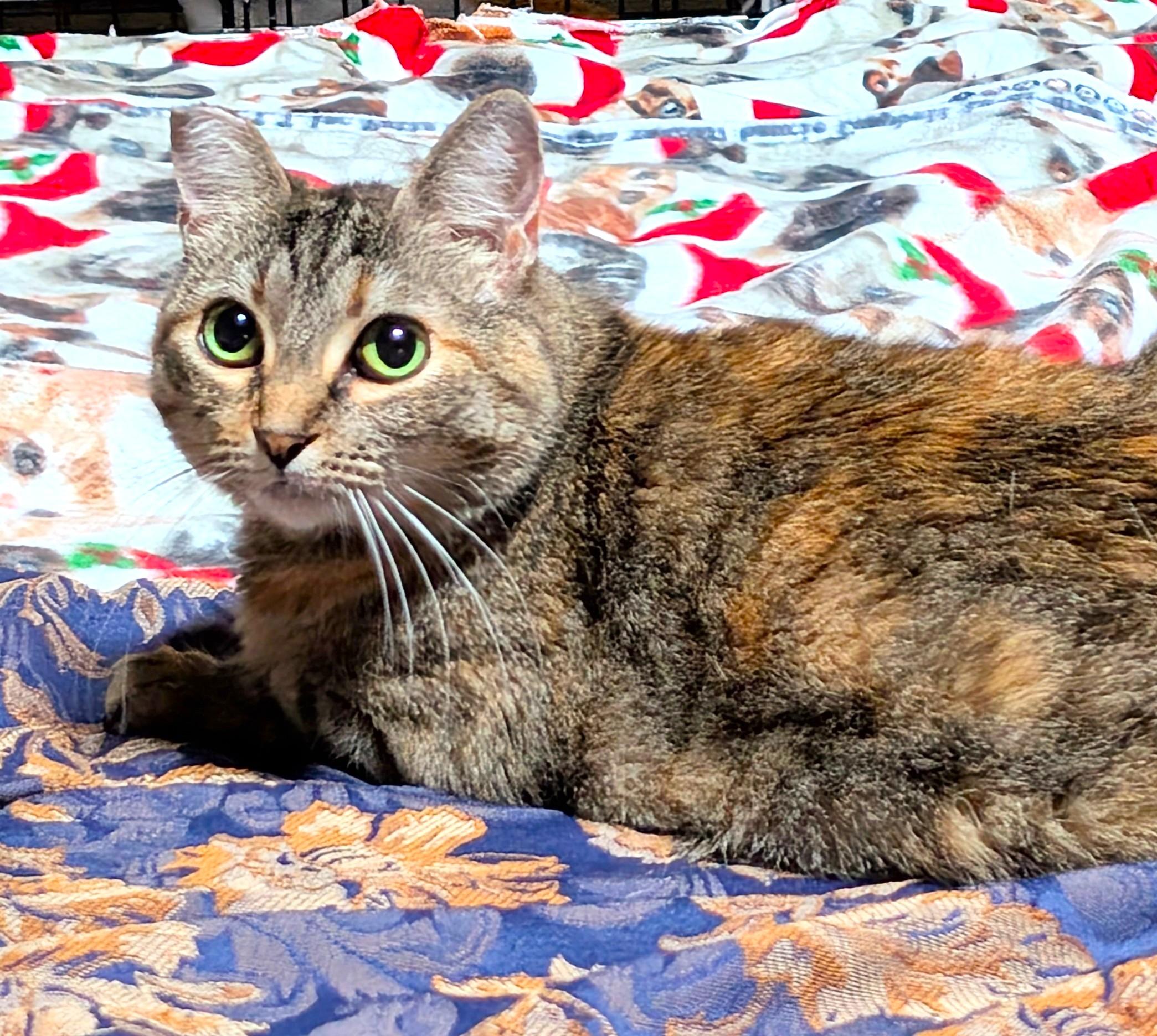 Enlarge Hannah, a Adoptable Tortoiseshell in San Diego, CA image 1/5