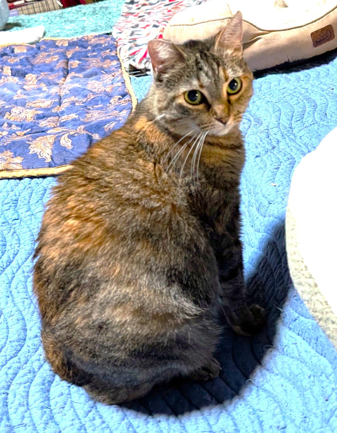 Enlarge Hannah, a Adoptable Tortoiseshell in San Diego, CA image 2/5
