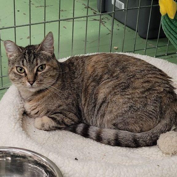 Enlarge Hannah, a Adoptable Tortoiseshell in San Diego, CA image 4/5