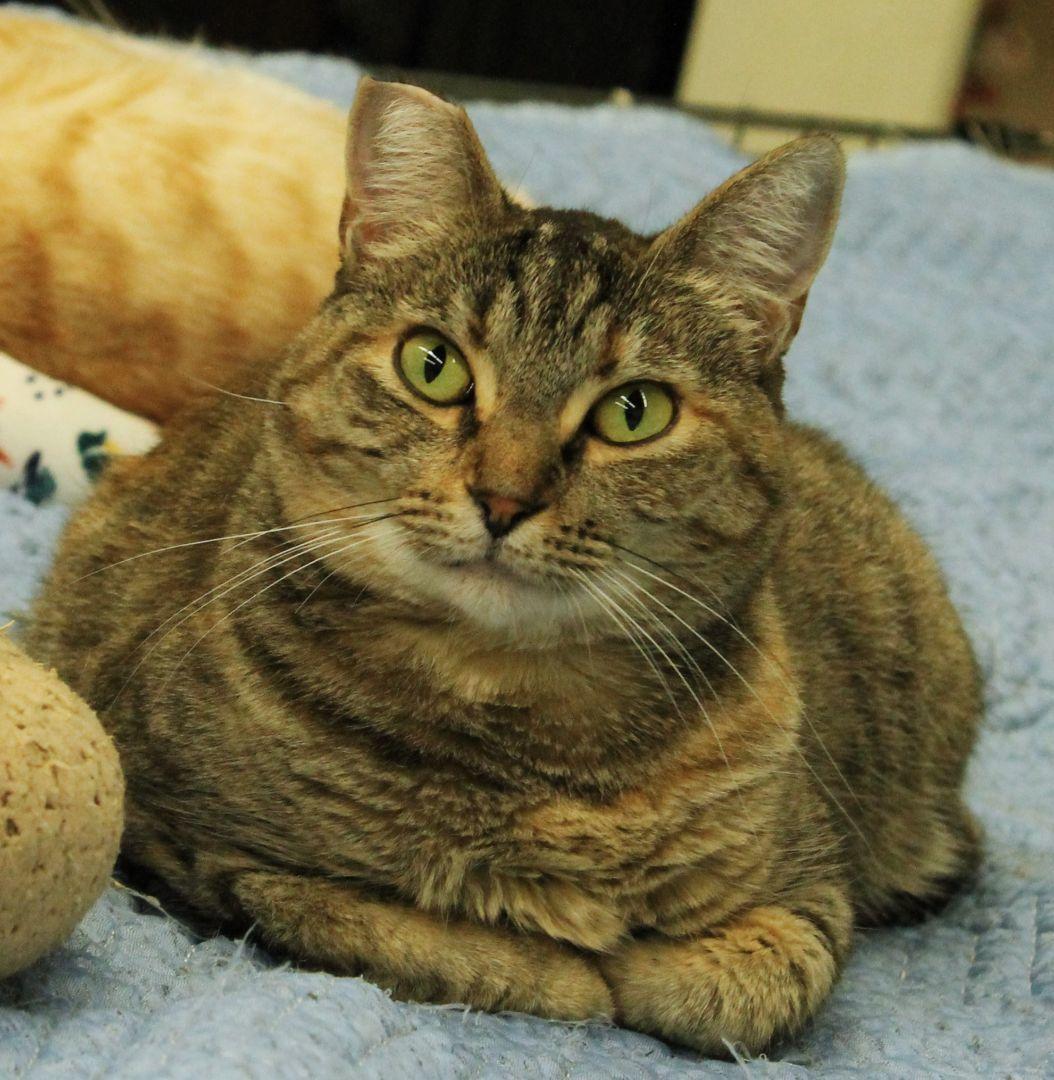 Enlarge Hannah, a Adoptable Tortoiseshell in San Diego, CA image 3/5