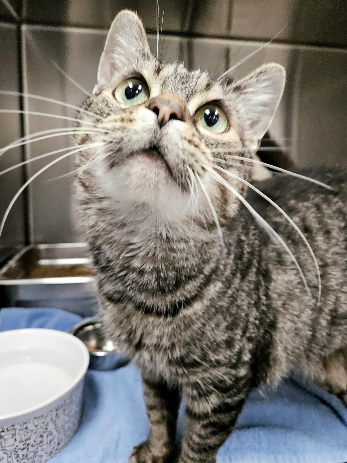 Piglet, Adoptable, Adult Male Domestic Short Hair.