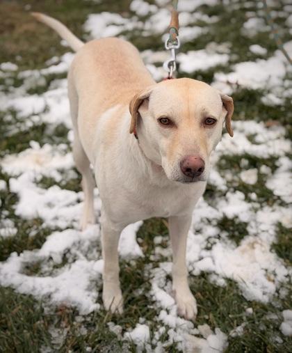 Enlarge Megan, a Adoptable mixed breed in Batavia, OH image 1/3