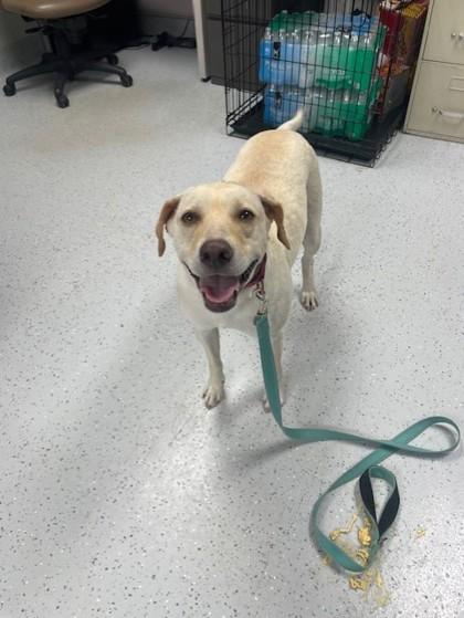 Megan, Adoptable, Adult Female Labrador Retriever & Mixed Breed.