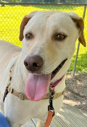 Enlarge Megan, a Adoptable mixed breed in Batavia, OH image 2/3