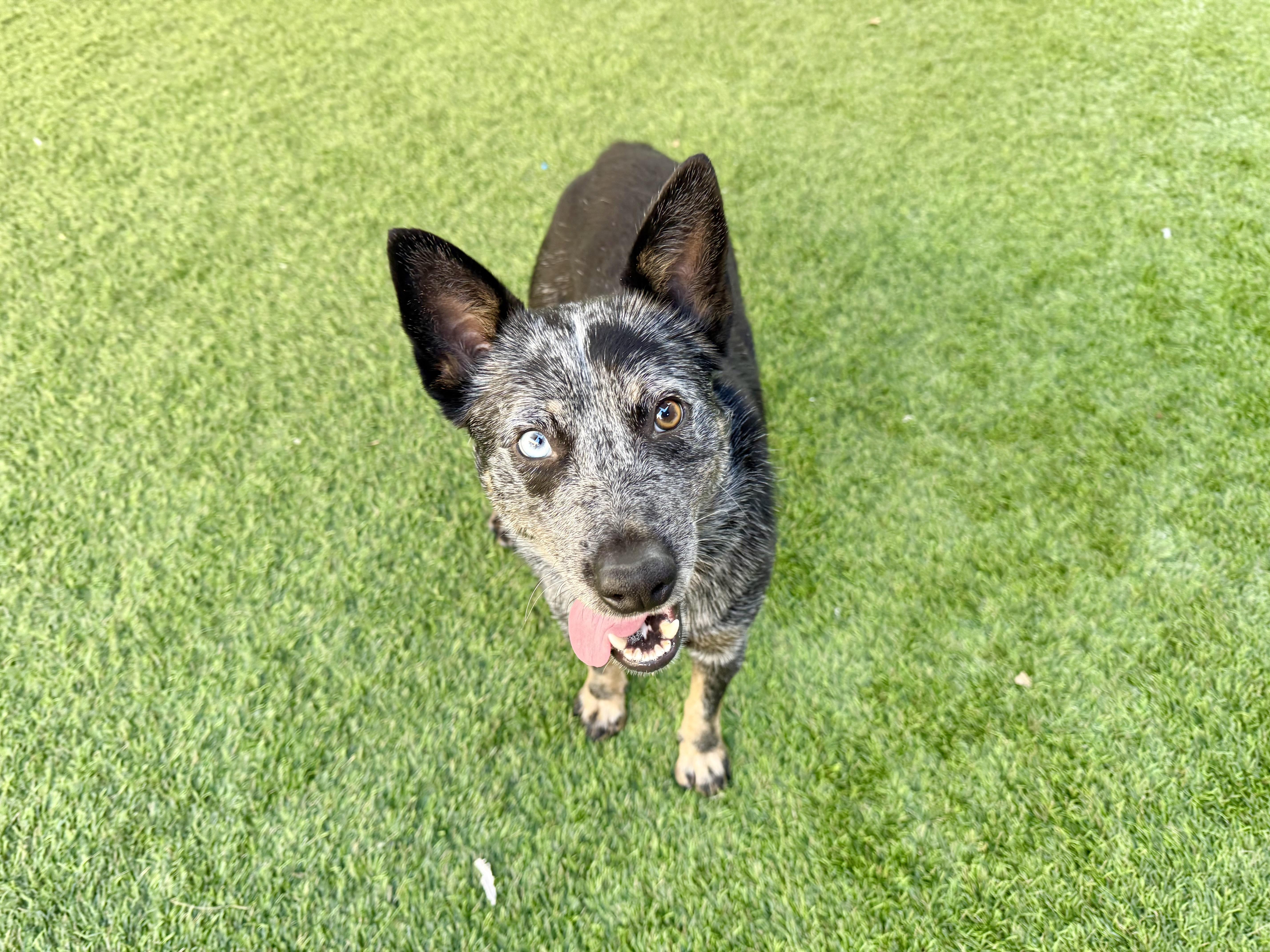 Sora, Adoptable, Adult Male Australian Cattle Dog / Blue Heeler.