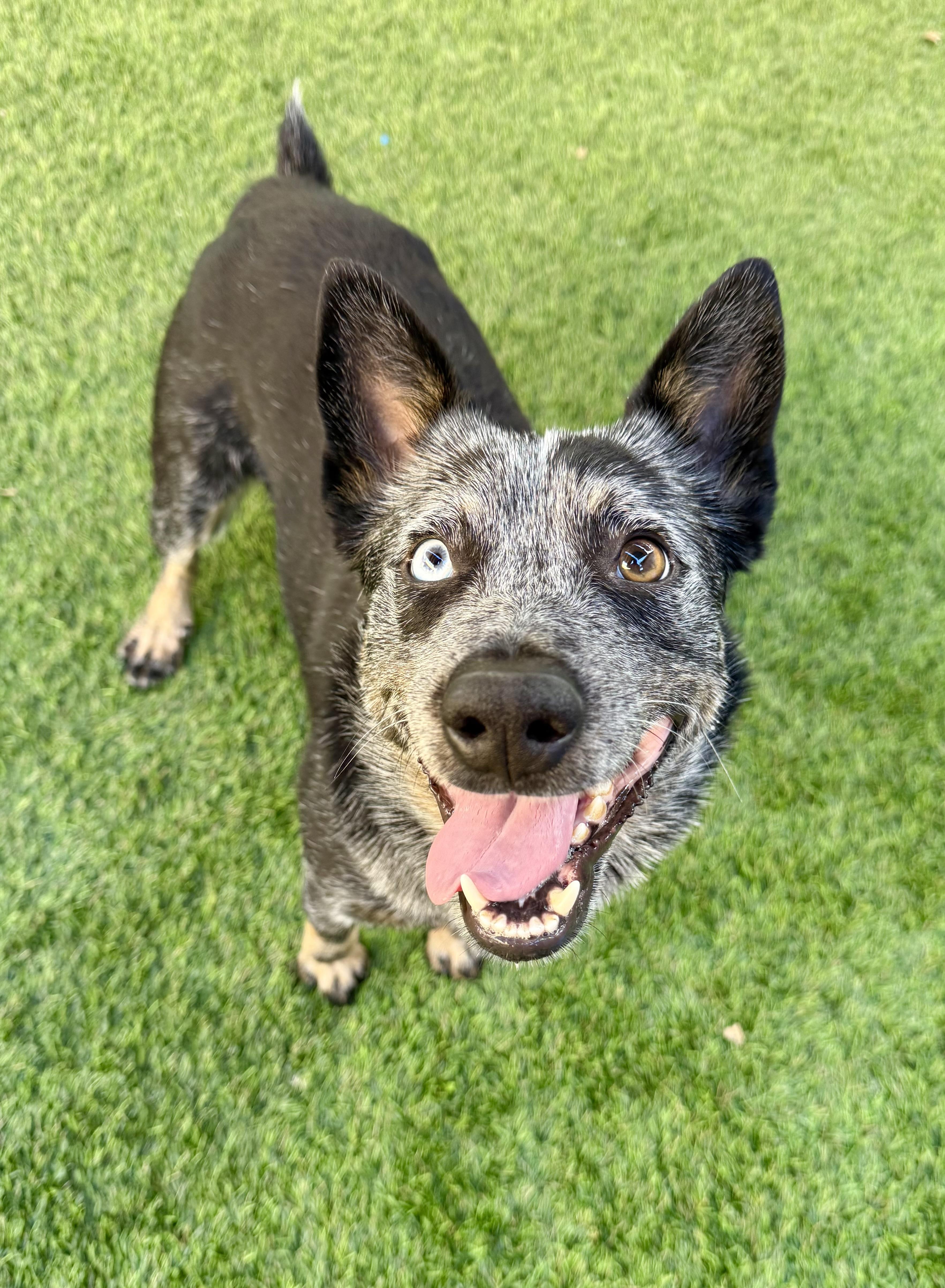 Enlarge Sora, a Adoptable mixed breed in Agoura Hills, CA image 2/5
