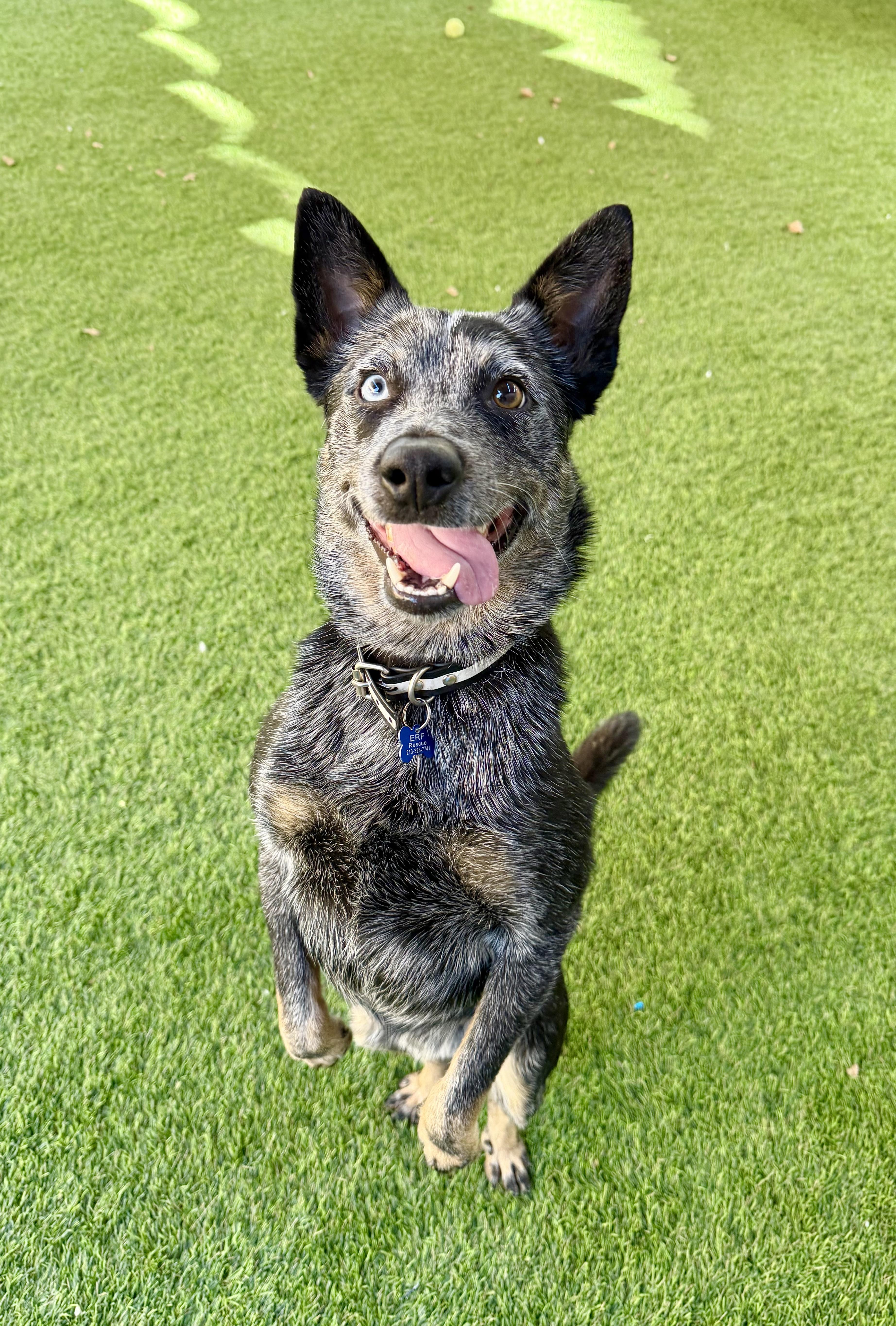 Enlarge Sora, a Adoptable mixed breed in Agoura Hills, CA image 3/5