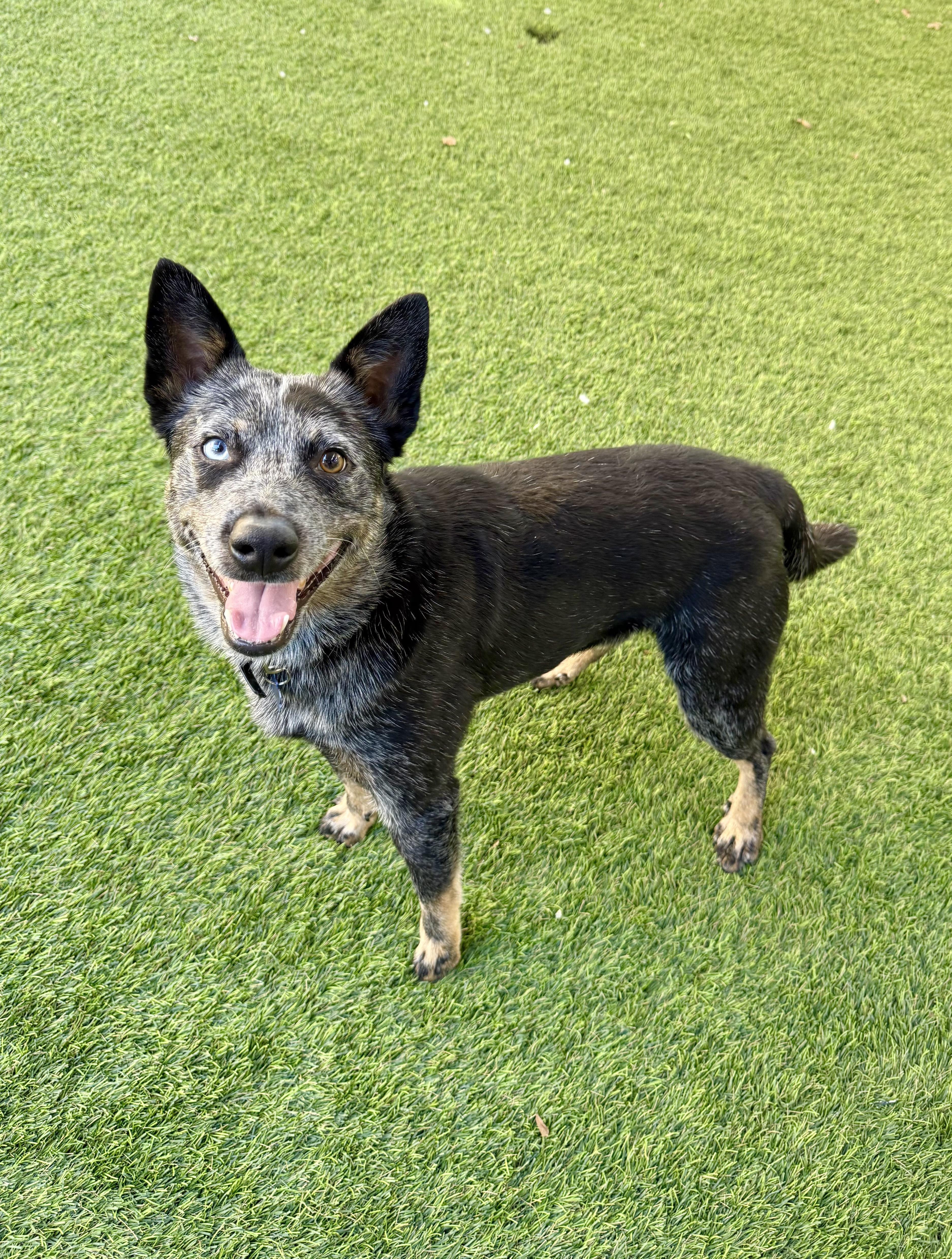 Enlarge Sora, a Adoptable mixed breed in Agoura Hills, CA image 5/5