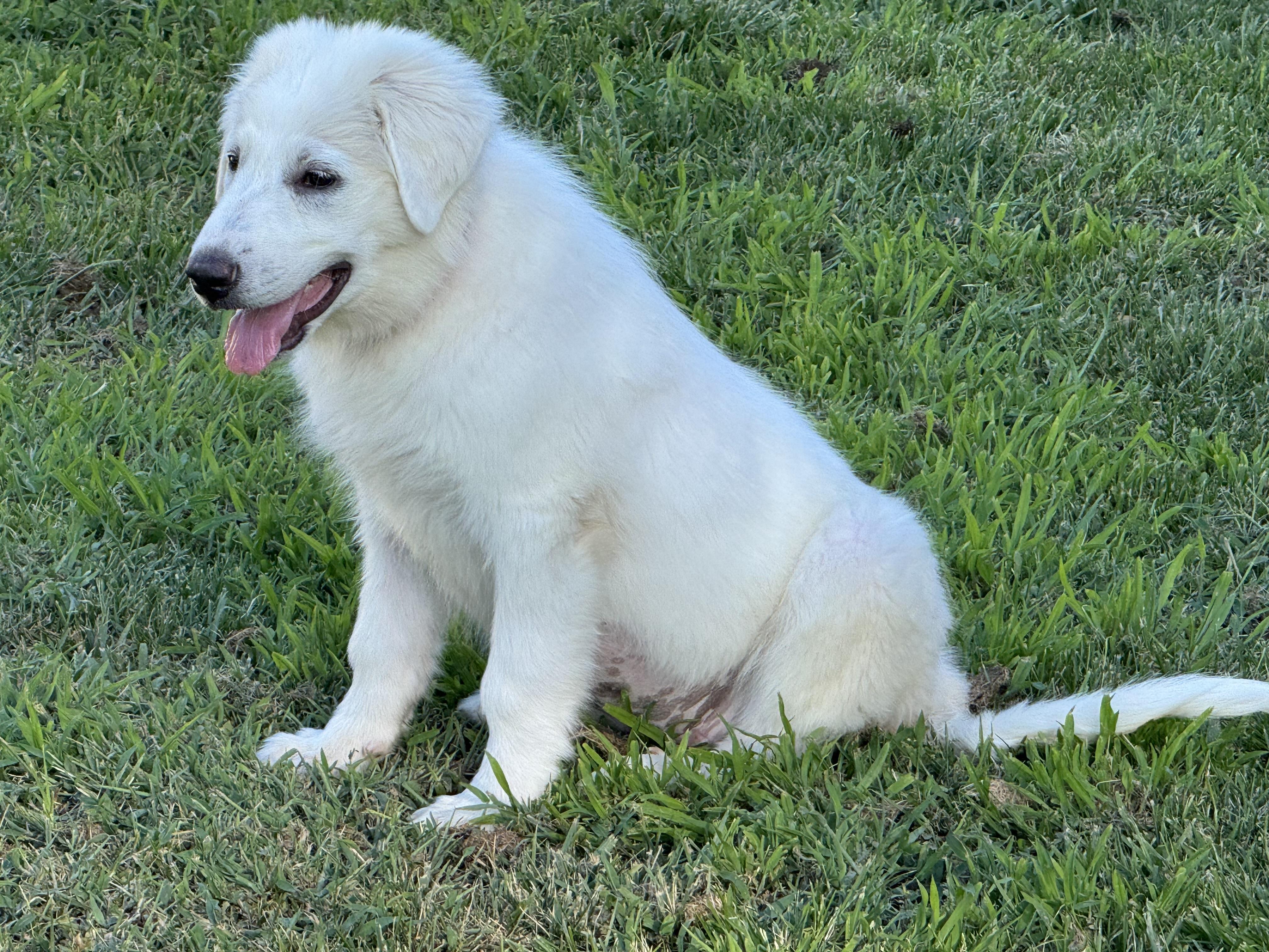 Enlarge ANGUS, a Adoptable Great Pyrenees in Granite Bay, CA image 1/6