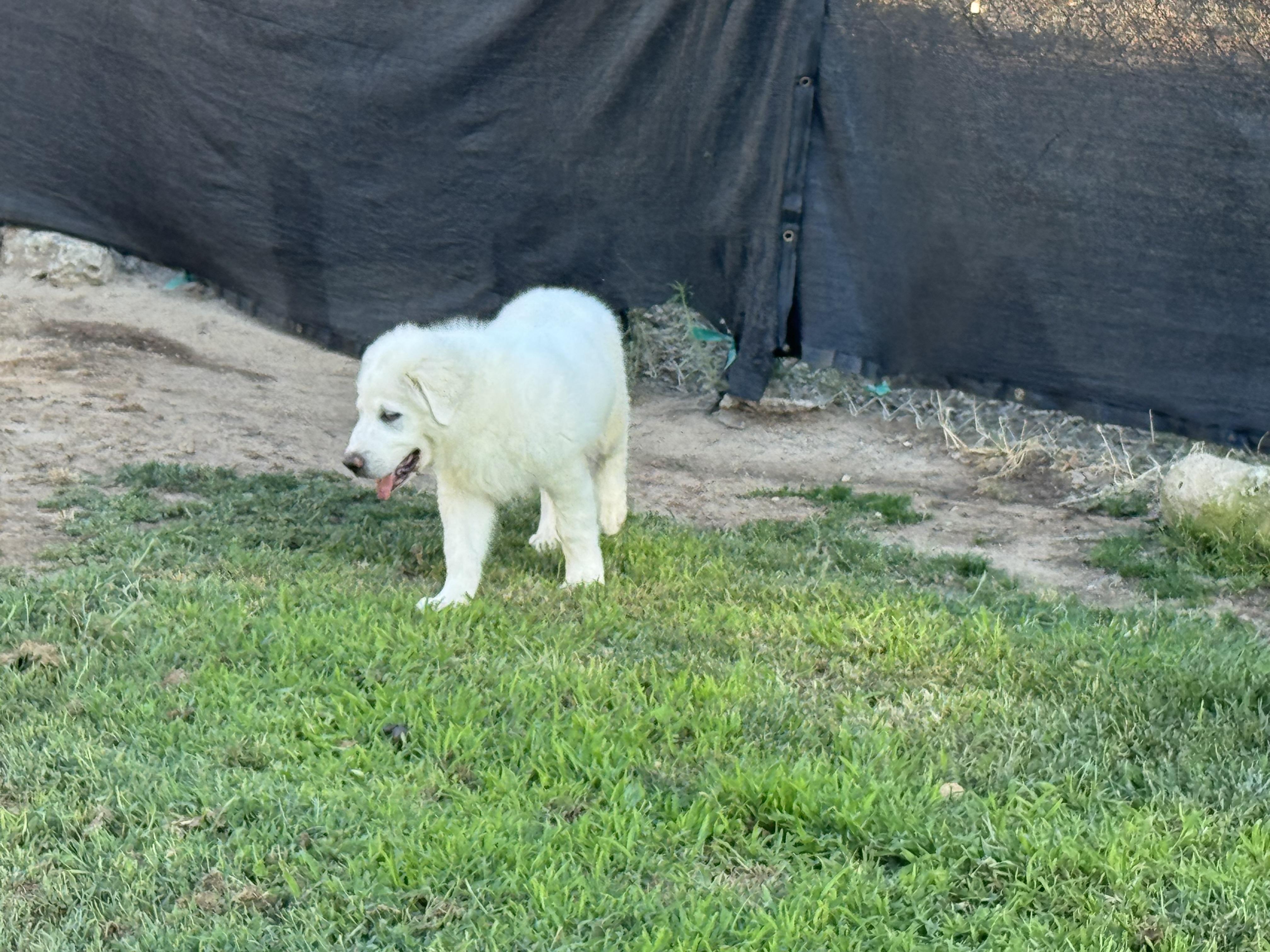 Enlarge ANGUS, a Adoptable Great Pyrenees in Granite Bay, CA image 2/6