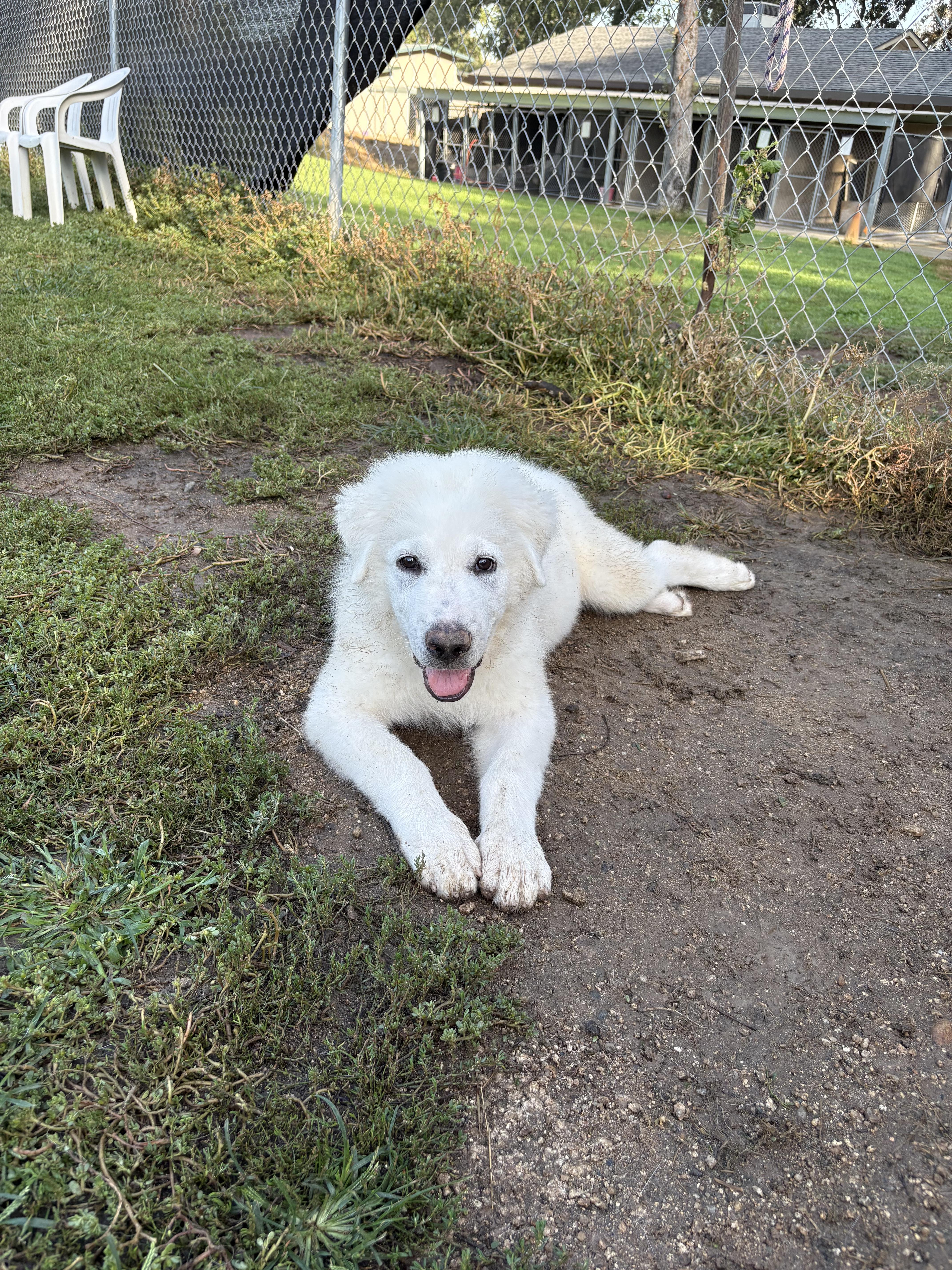 Enlarge ANGUS, a Adoptable Great Pyrenees in Granite Bay, CA image 4/6