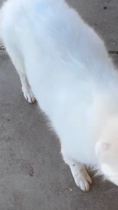 Enlarge ANGUS, a Adoptable Great Pyrenees in Granite Bay, CA video 5/6