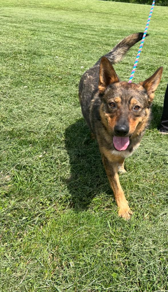 Enlarge Rip, a Adoptable mixed breed in Pittsfield, IL image 3/4