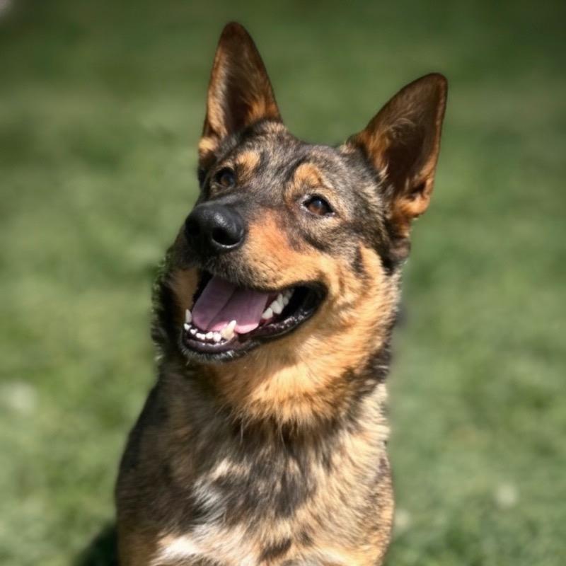 Enlarge Rip, a Adoptable mixed breed in Pittsfield, IL image 4/4