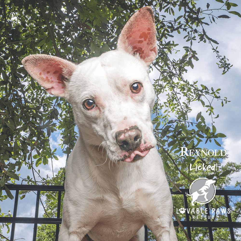 Enlarge Reynold, a Adoptable mixed breed in Ridgeland, SC image 1/1