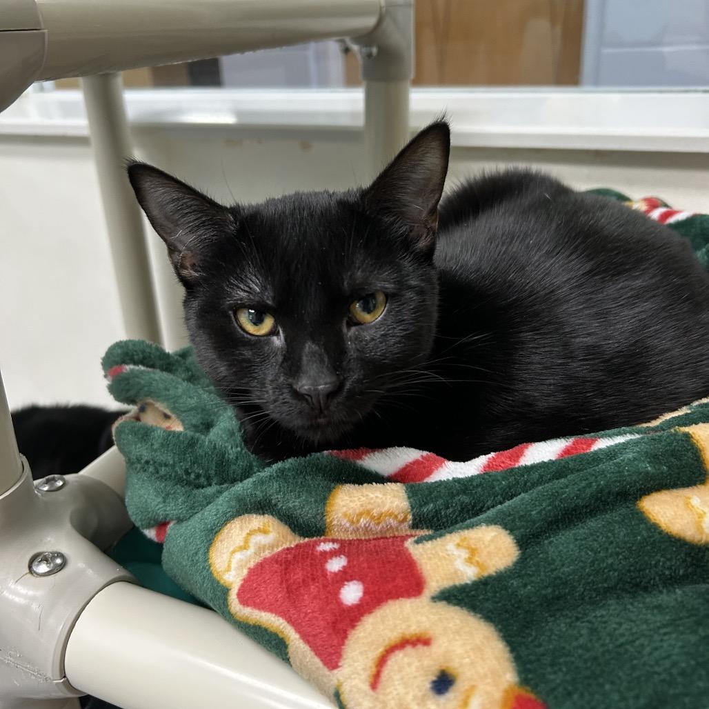 Enlarge Whoopi 27710, a Adoptable Domestic Short Hair in Middleburg, FL image 1/5