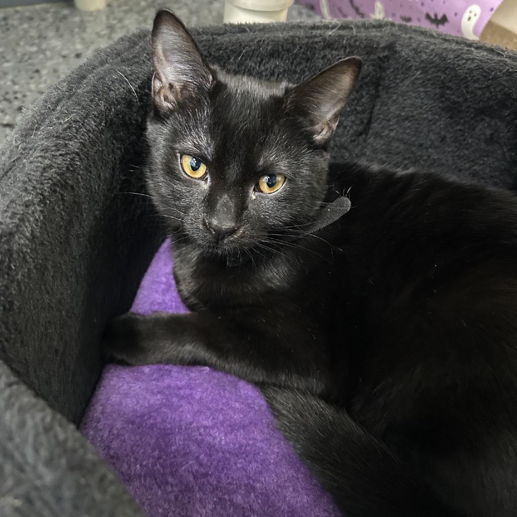 Enlarge Whoopi 27710, a Adoptable Domestic Short Hair in Middleburg, FL image 2/5