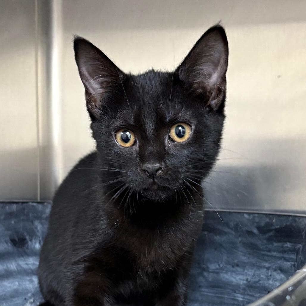 Enlarge Whoopi 27710, a Adoptable Domestic Short Hair in Middleburg, FL image 3/5