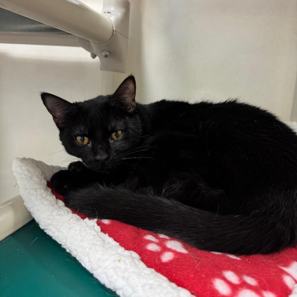 Enlarge Whoopi 27710, a Adoptable Domestic Short Hair in Middleburg, FL image 4/5