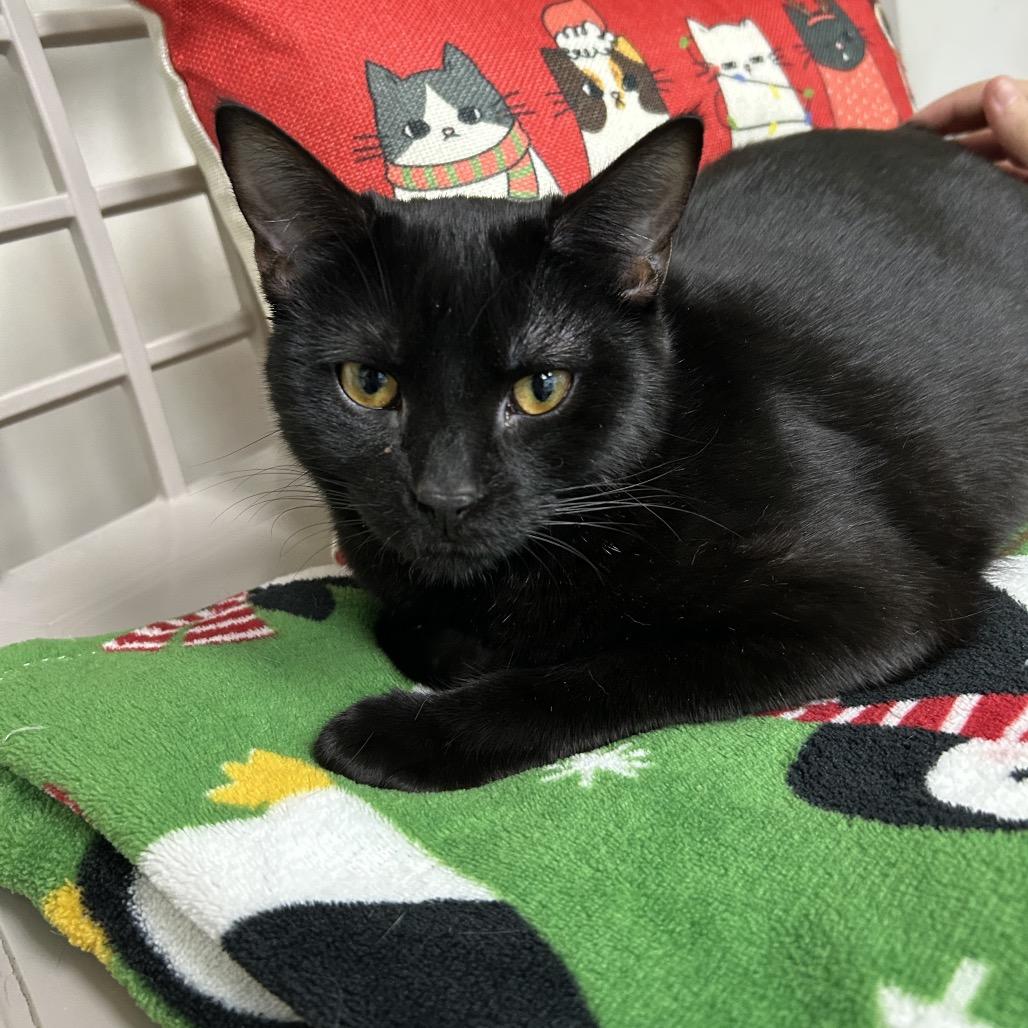 Enlarge Whoopi 27710, a Adoptable Domestic Short Hair in Middleburg, FL image 5/5