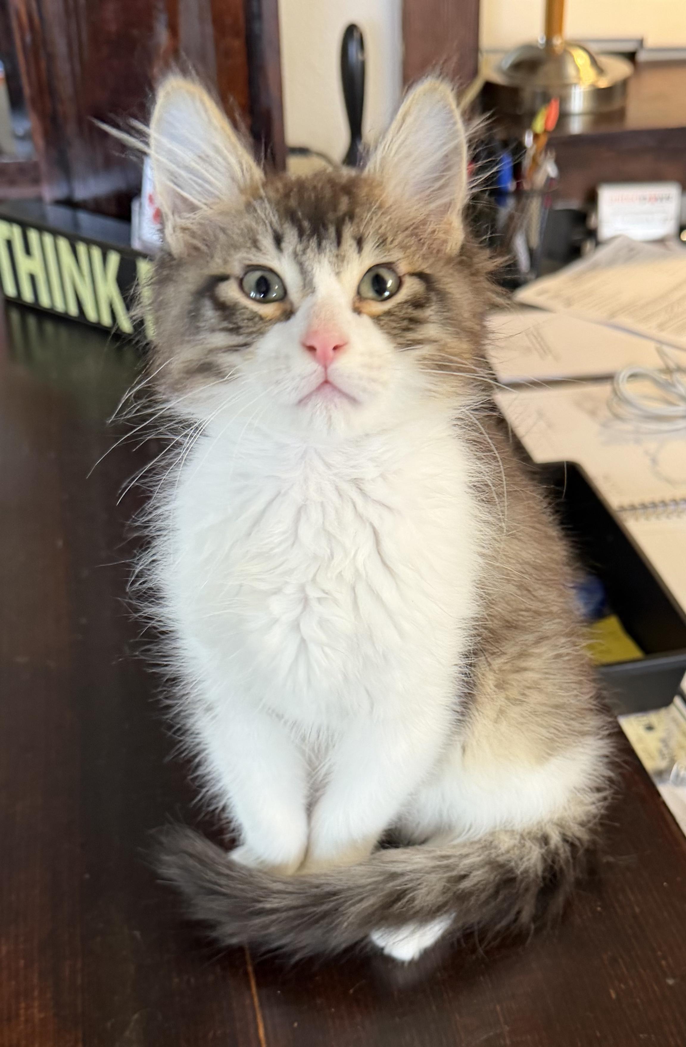 Enlarge Ava, an adopted Domestic Medium Hair in Tillamook, OR image 1/6