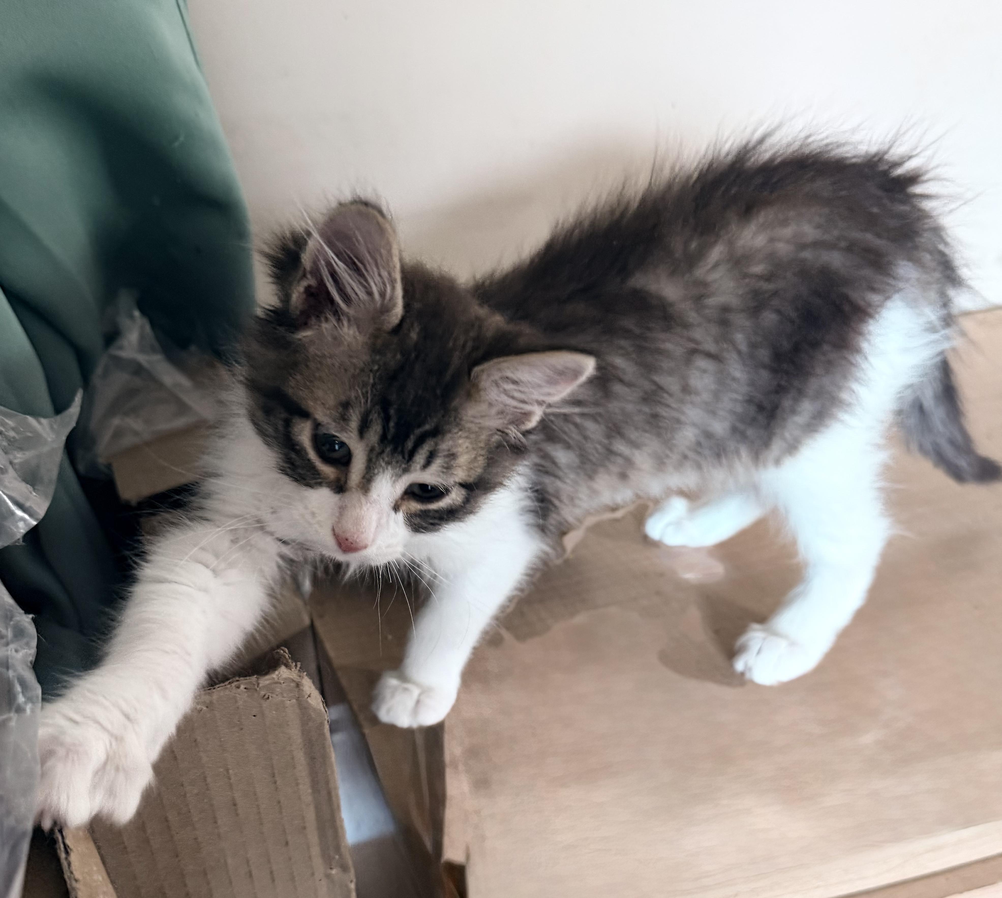 Enlarge Ava, an adopted Domestic Medium Hair in Tillamook, OR image 5/6