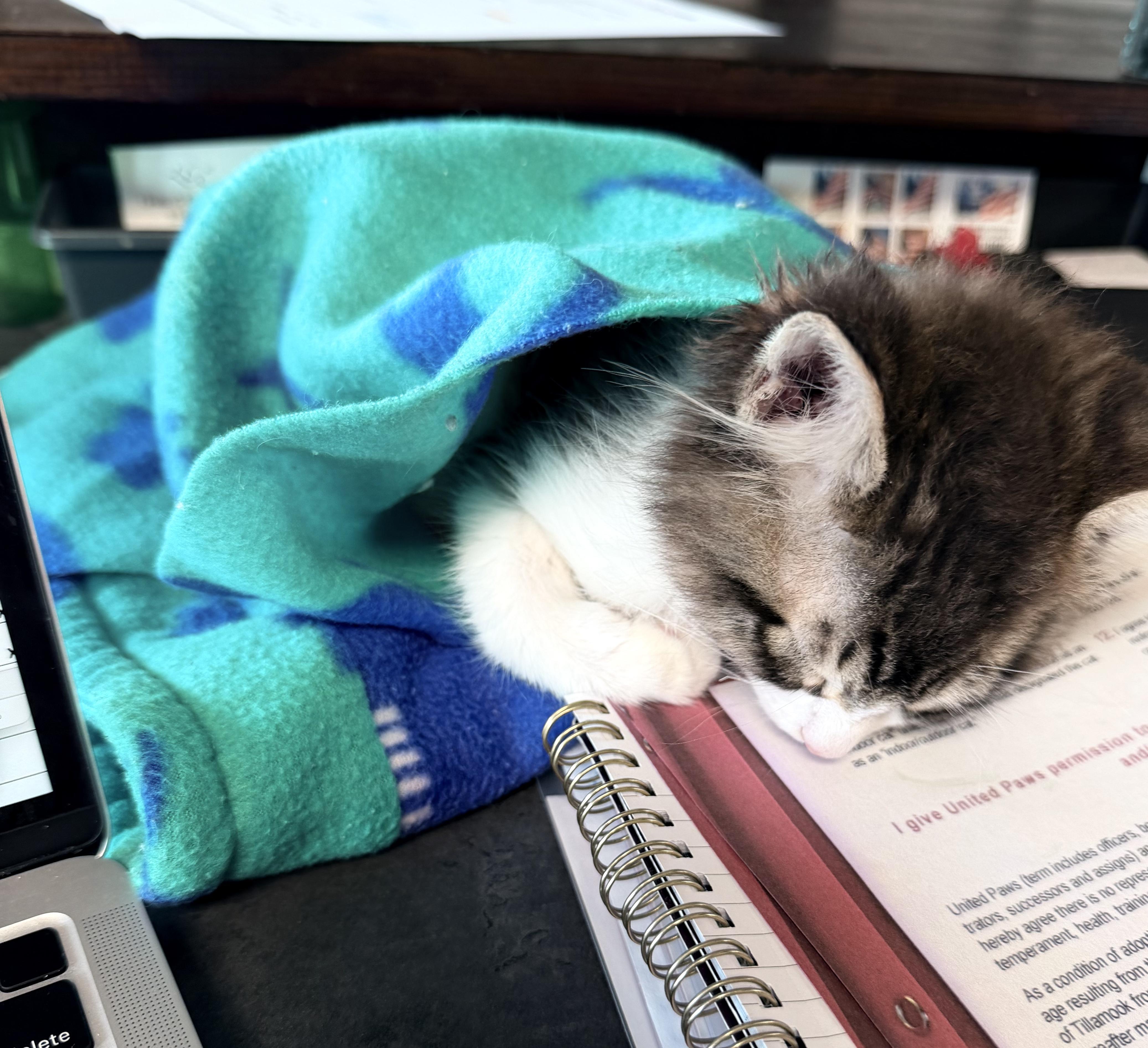 Enlarge Ava, an adopted Domestic Medium Hair in Tillamook, OR image 2/6