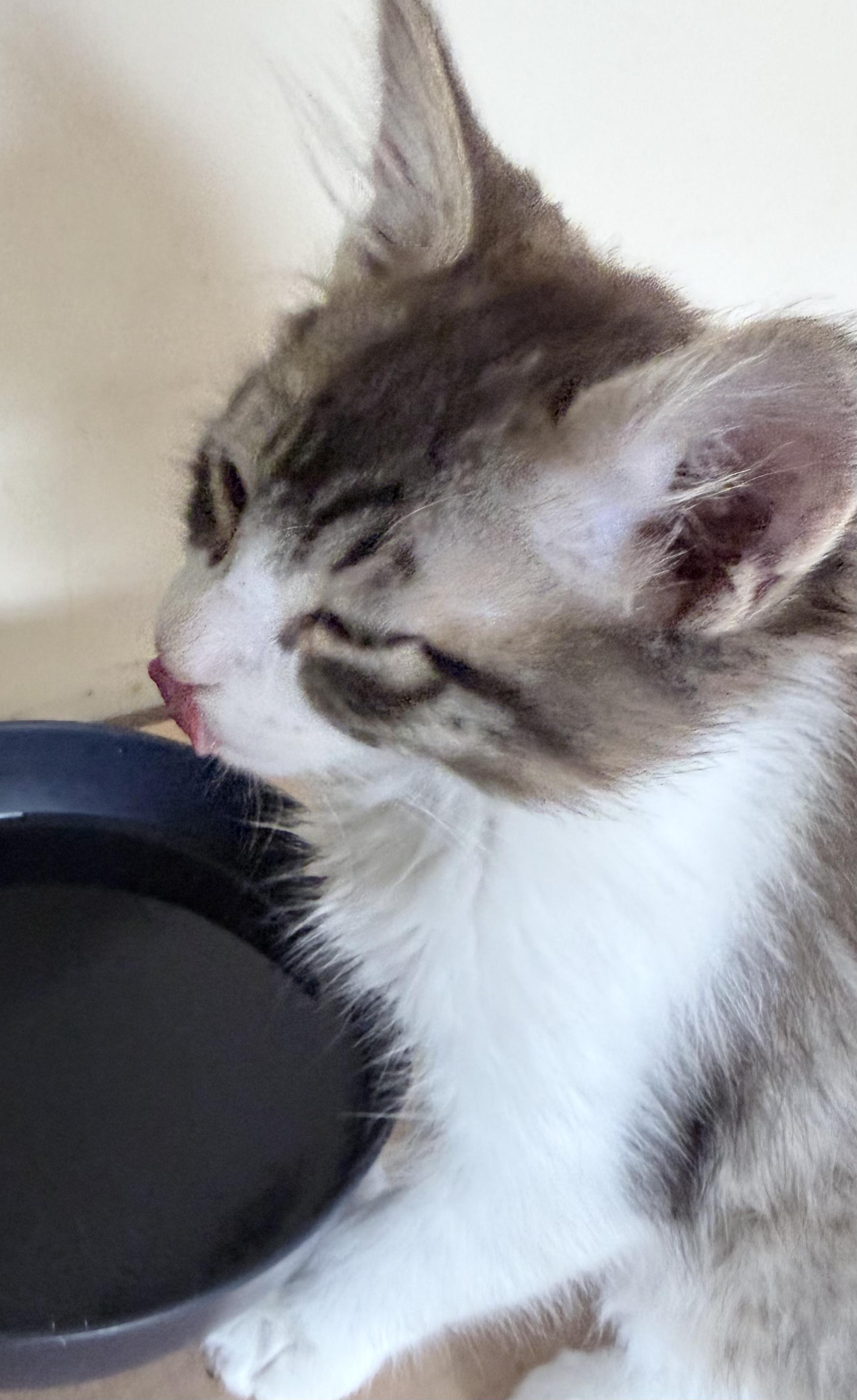 Enlarge Ava, an adopted Domestic Medium Hair in Tillamook, OR image 4/6