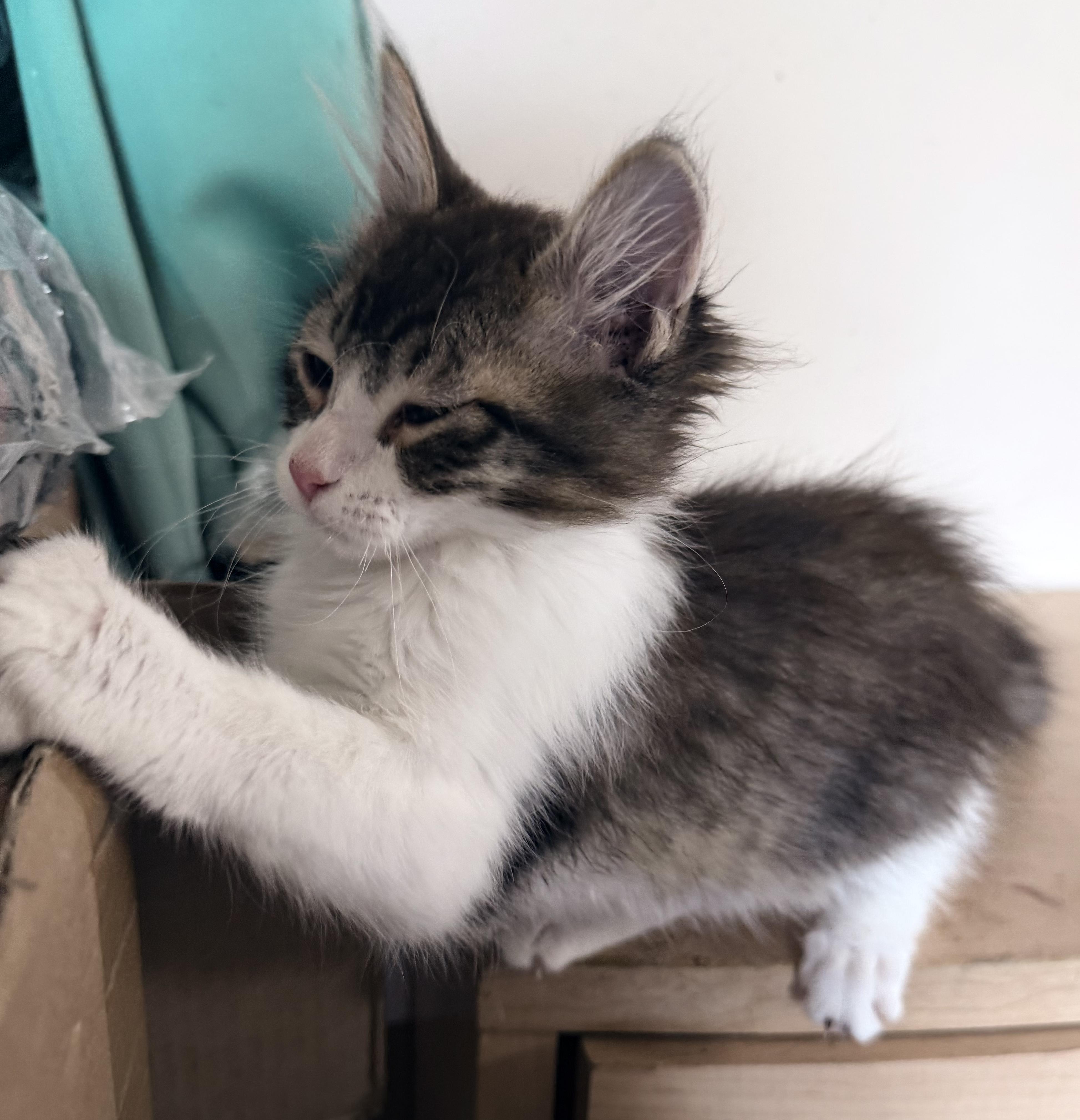 Enlarge Ava, an adopted Domestic Medium Hair in Tillamook, OR image 6/6