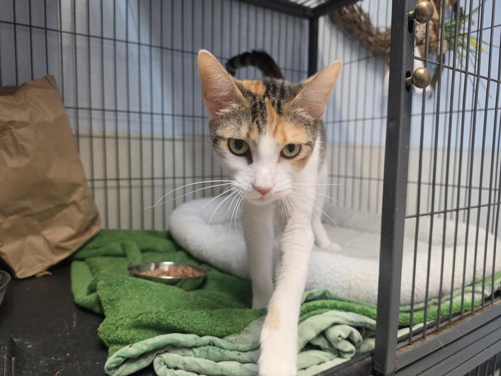 Mazzie, Adoptable, Adult Female Domestic Short Hair.