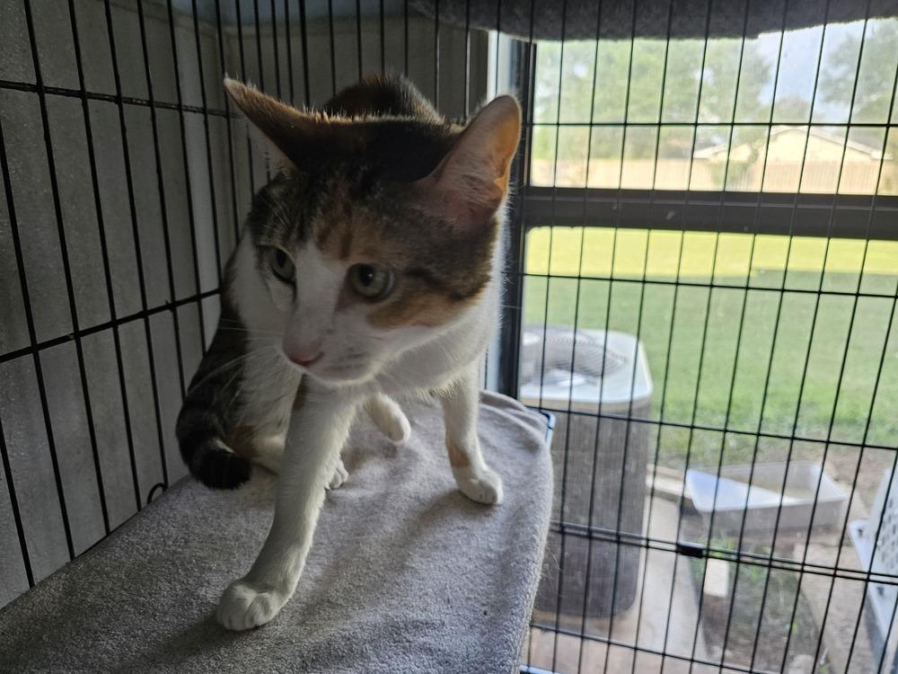 Mazzie, Adoptable, Adult Female Domestic Short Hair.